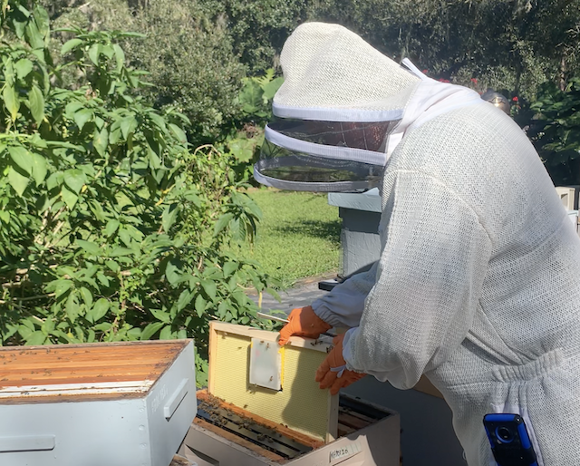 Bees - Beekeeper